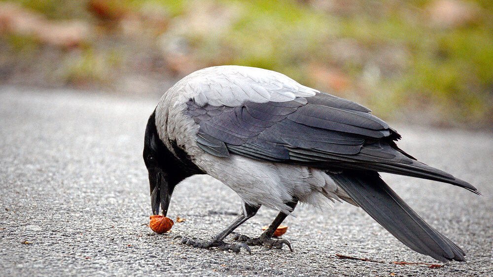 Crow using its beak to crack open a nut on the ground