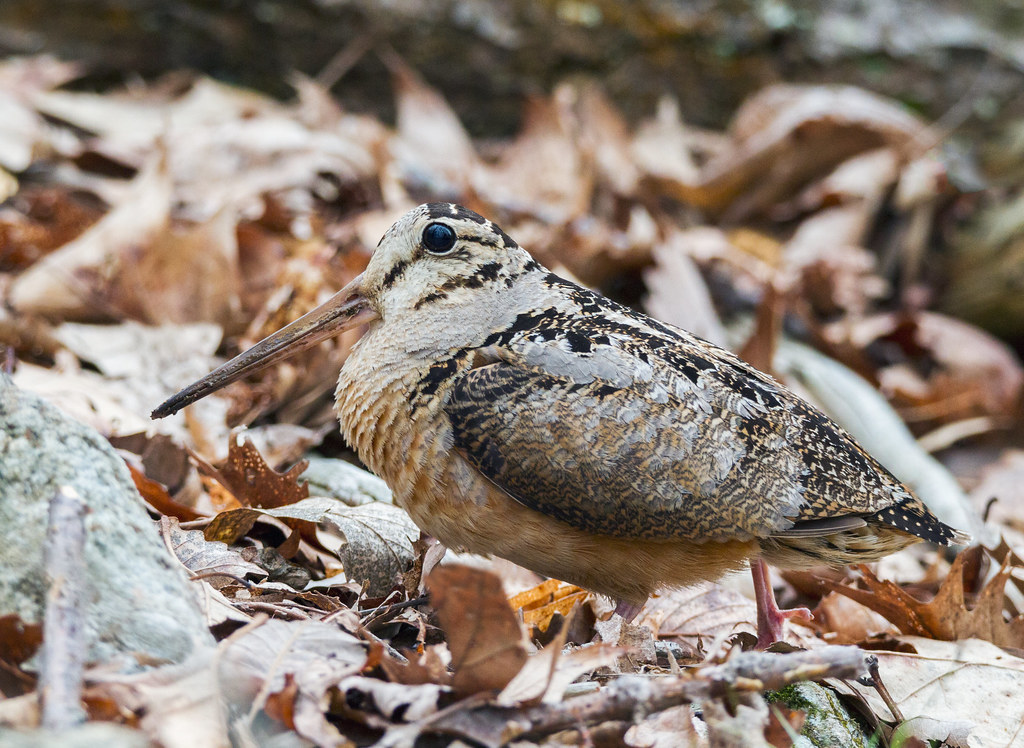 An American Woodcock stands among leaves.