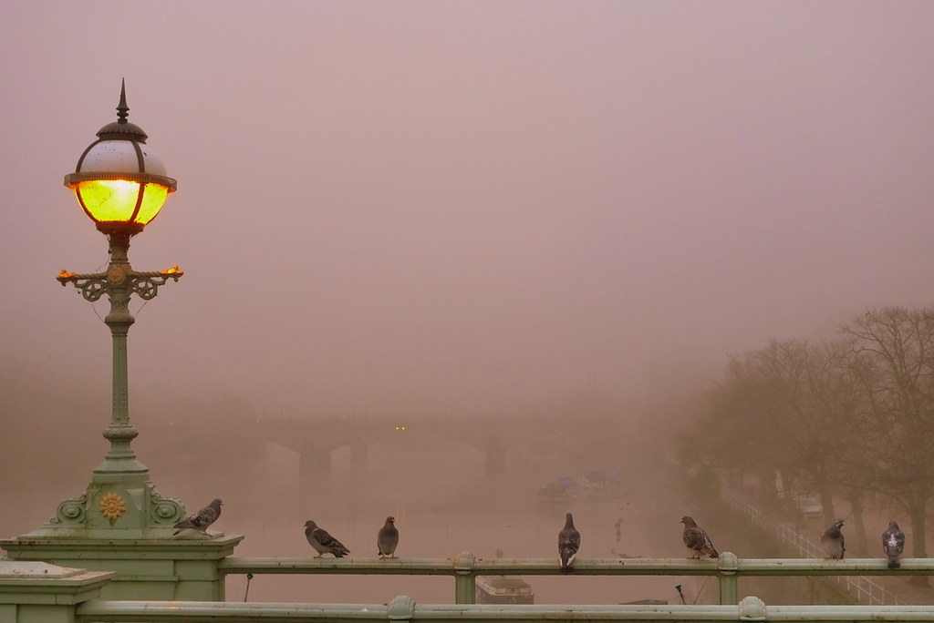 Birds are perched on a street lamp in foggy weather.