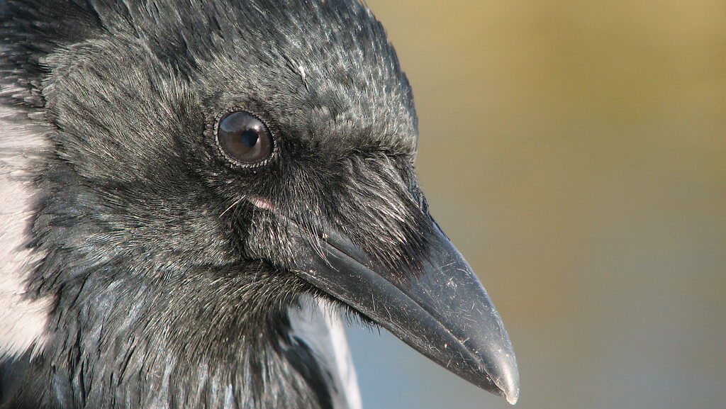 Close-up of a hooded crow's head