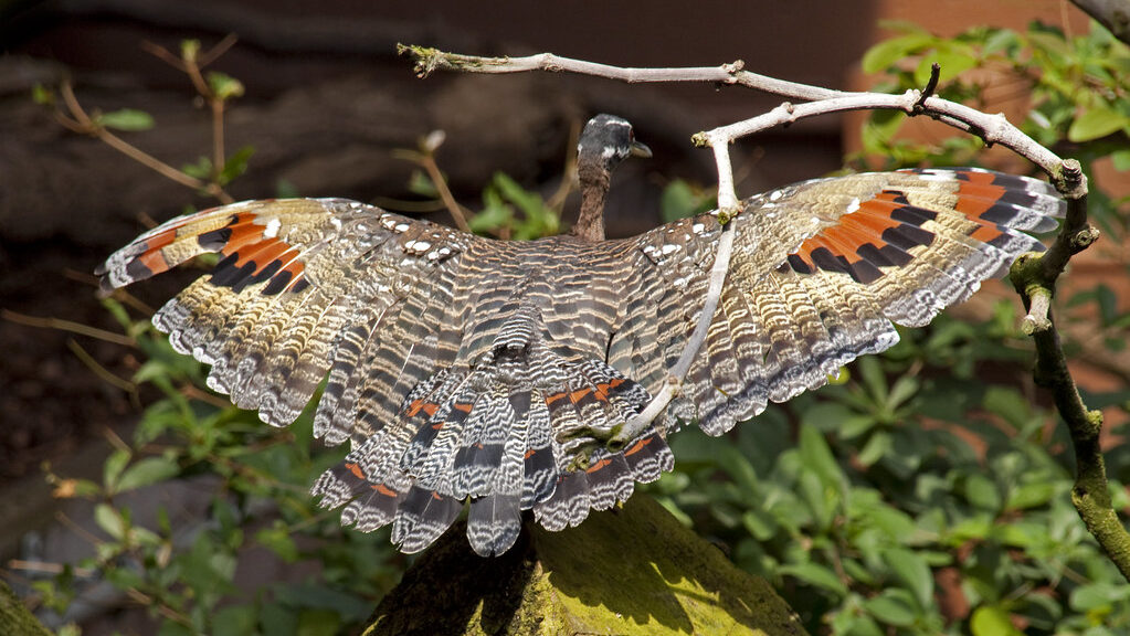 Rear view of Sunbittern with wings fully spread, displaying its striking feather patterns