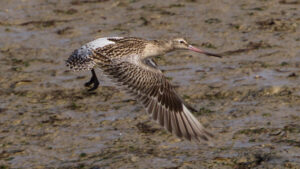 Bar-tailed Godwit flying low above wet ground with wings flapping downward