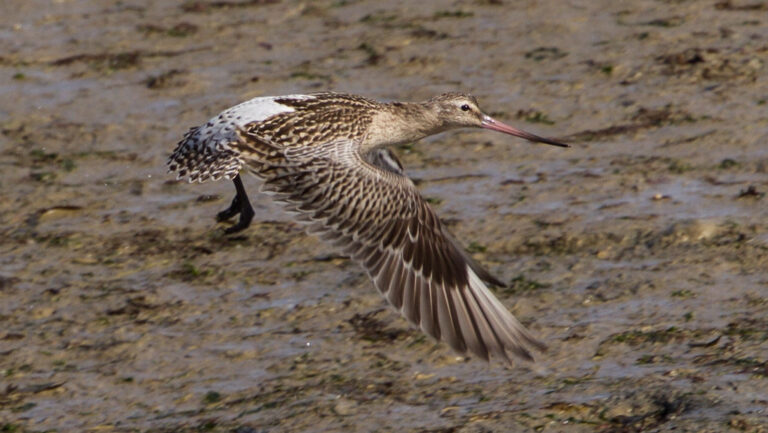 Bar-tailed Godwit flying low above wet ground with wings flapping downward