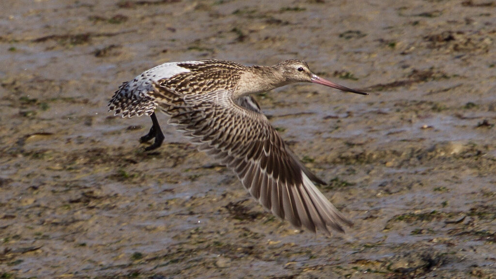 Bar-tailed Godwit flying low above wet ground with wings flapping downward