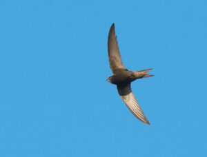 A Common swift with dark plumage soars against a clear blue sky.