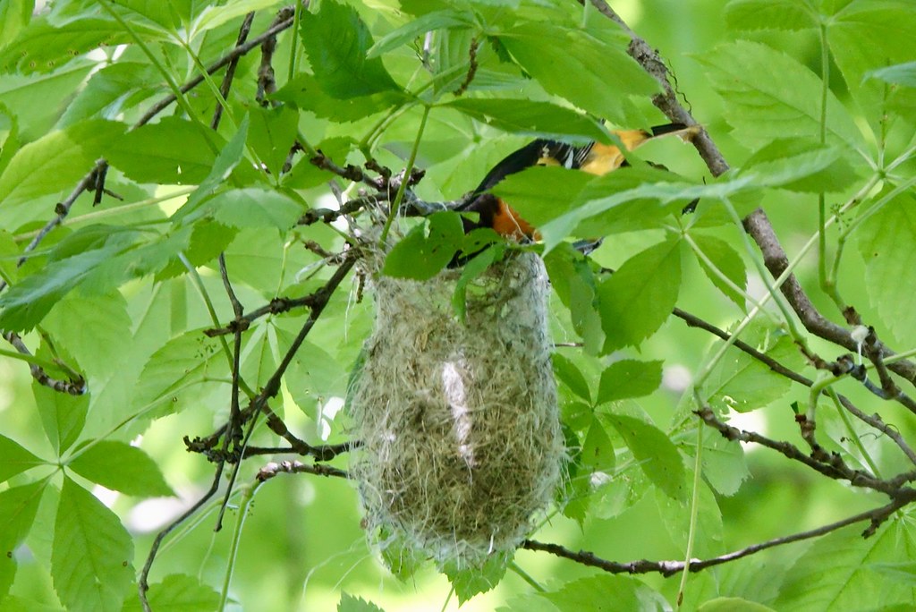 A Baltimore Oriole near its nest.