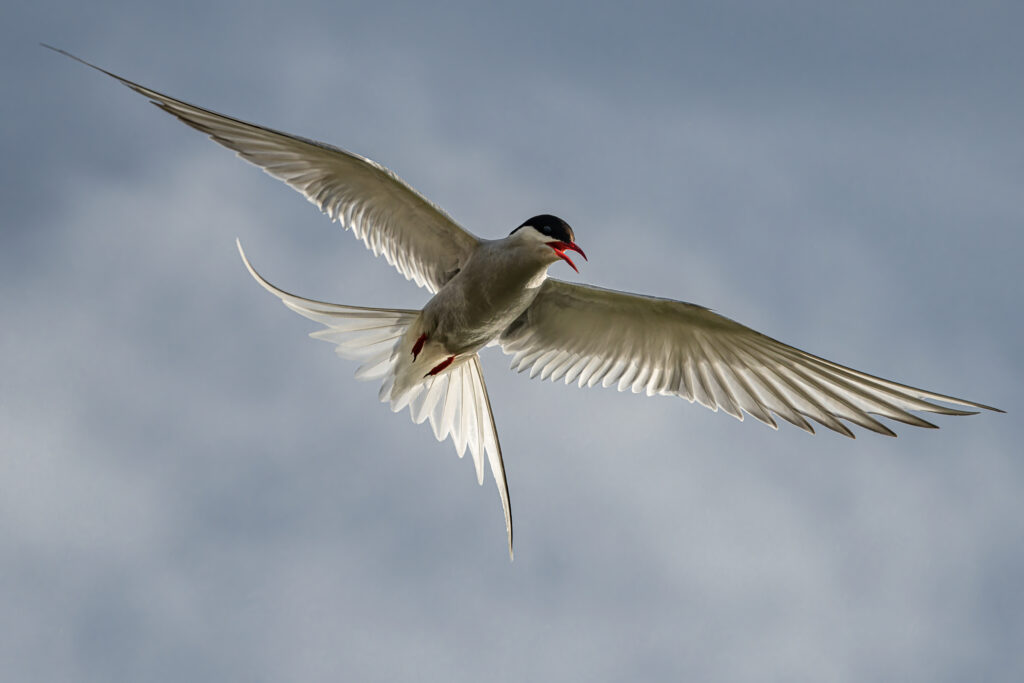 An Arctic tern flies with its wings spread.