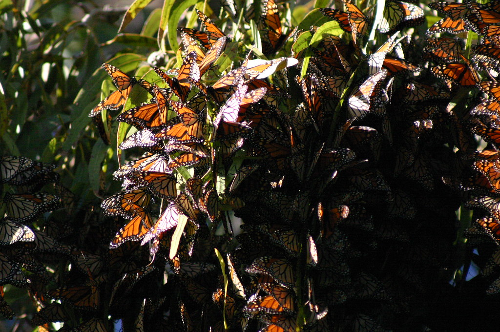 A dense cluster of Monarch butterflies clings to green leaves.