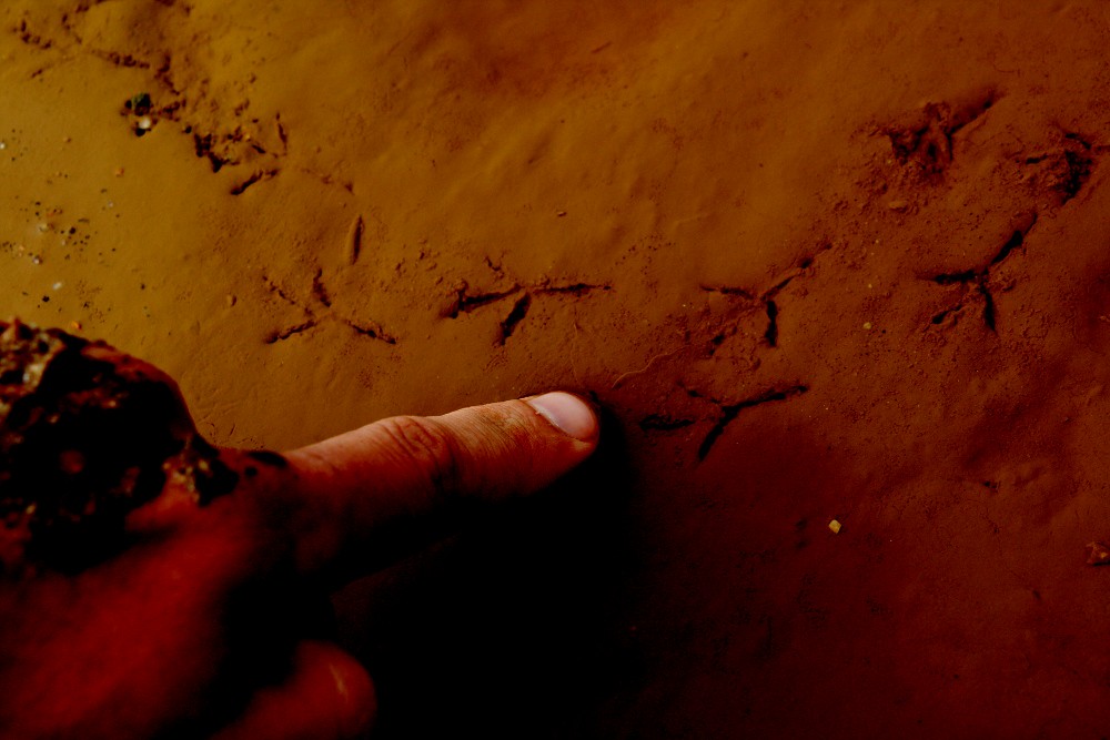 Tracks of Arctic Terns beside the Swakop River Mouth.