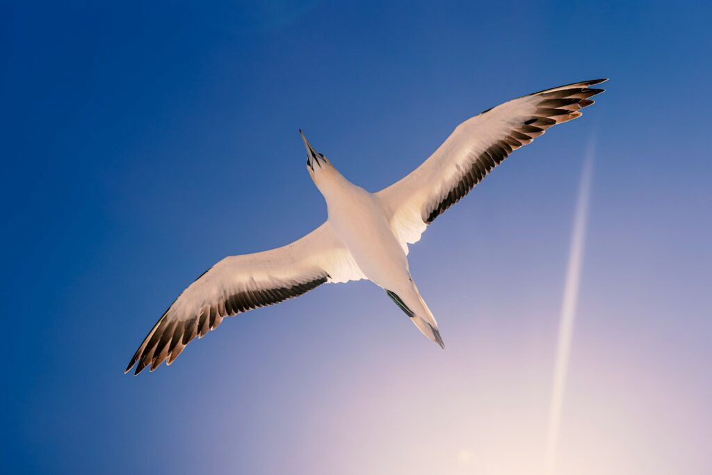 Albatross flying over sky