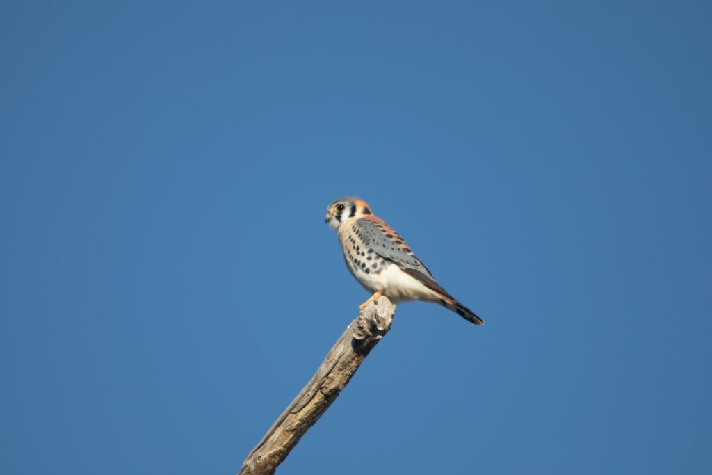 a bird perched on top of a wooden pole