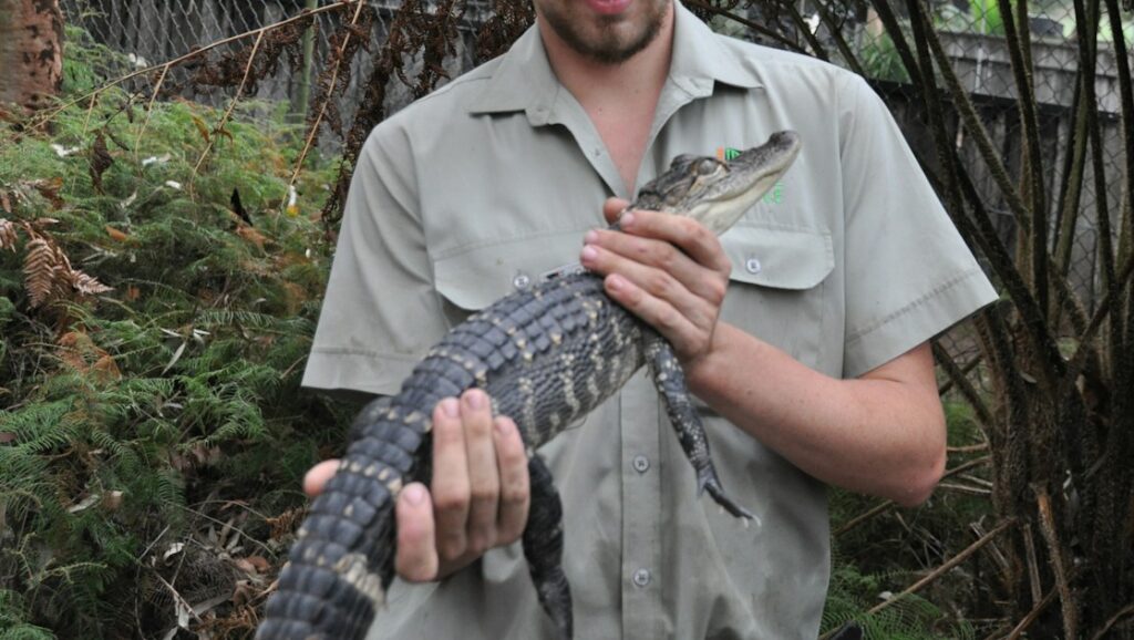man carefully holding a small alligator