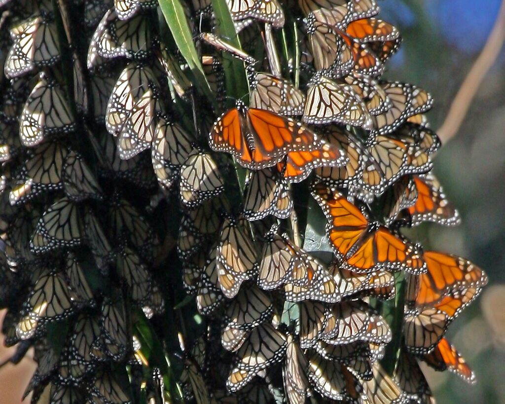A bunch of butterflies that are on a plant.