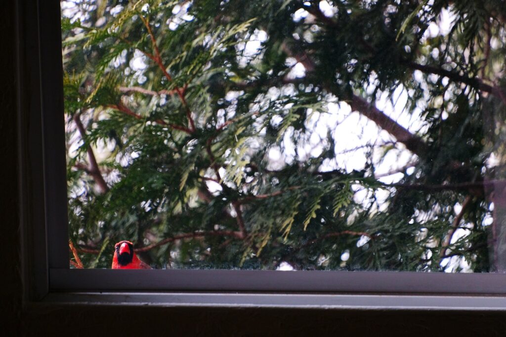 A red bird sitting on top of a window sill.