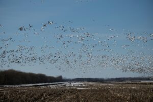 Thousands of Snow geese fill the sky over a vast, snow-dusted field and distant trees.