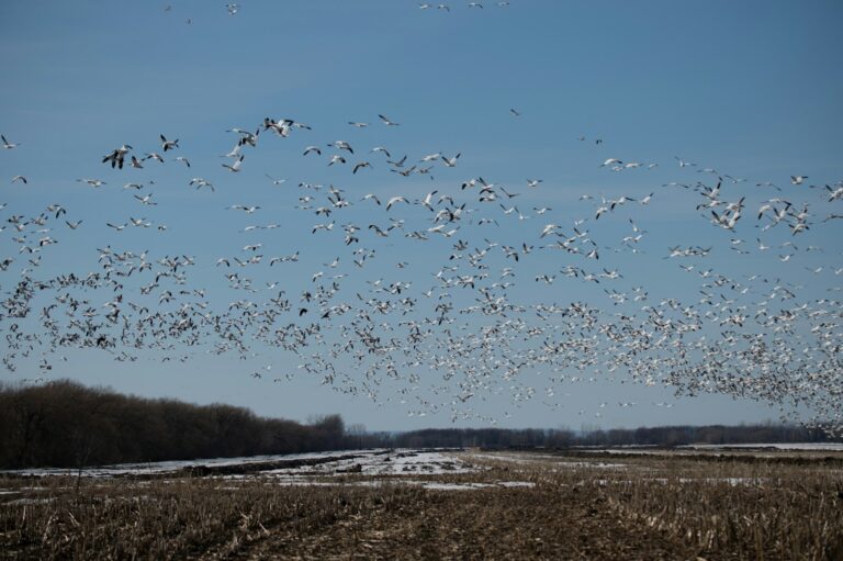 Thousands of Snow geese fill the sky over a vast, snow-dusted field and distant trees.