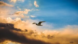 Gull soaring through vibrant blue and orange sky at sunset