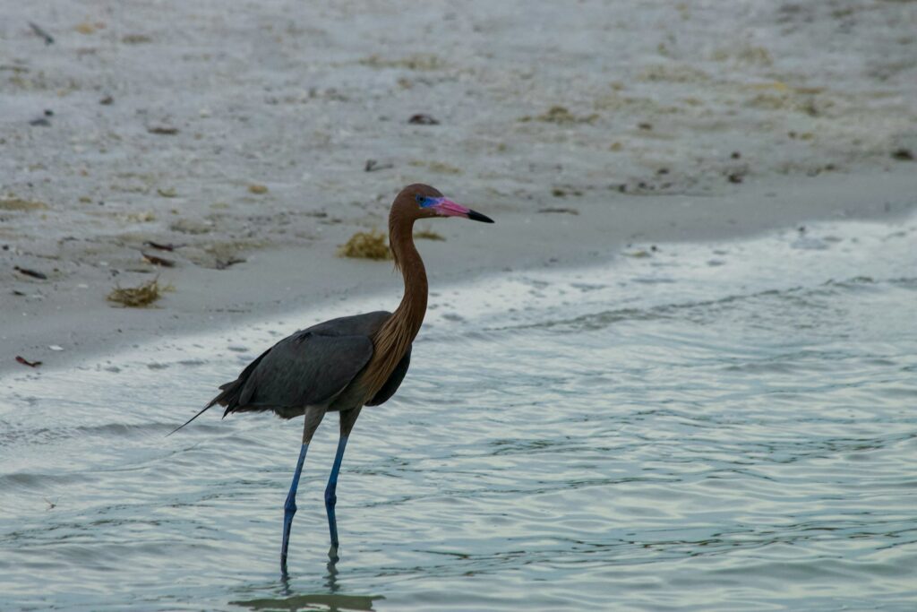 a bird standing in the water on a beach