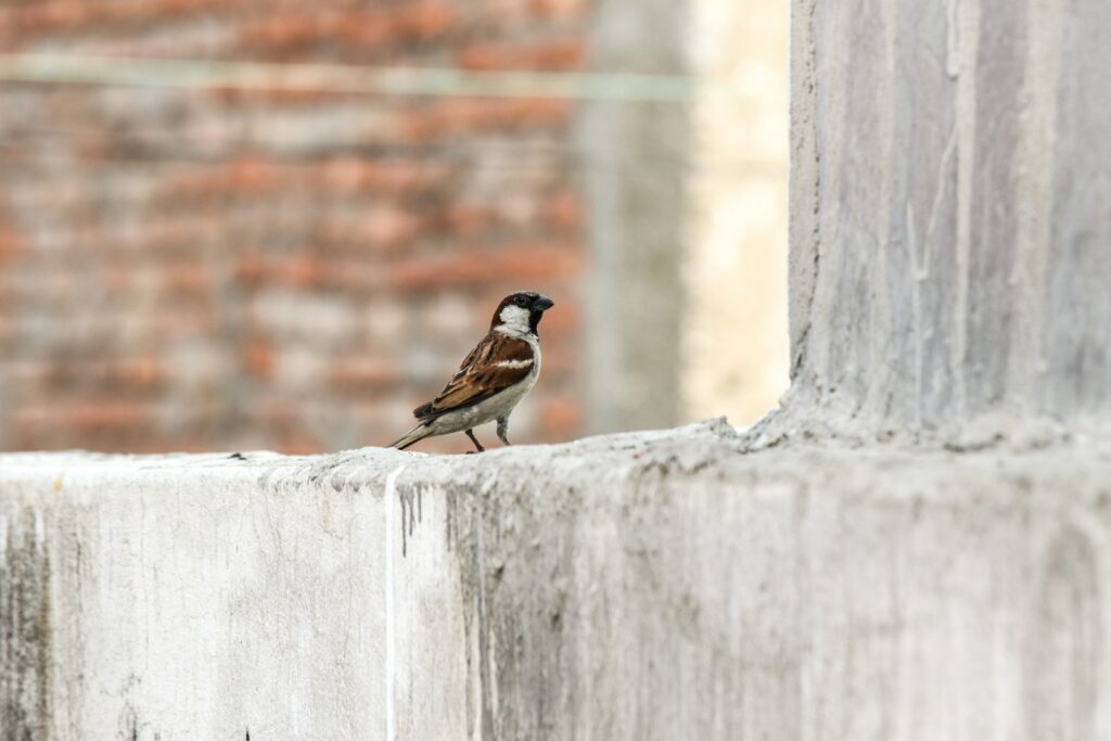 Italian sparrow perched on a concrete ledge.