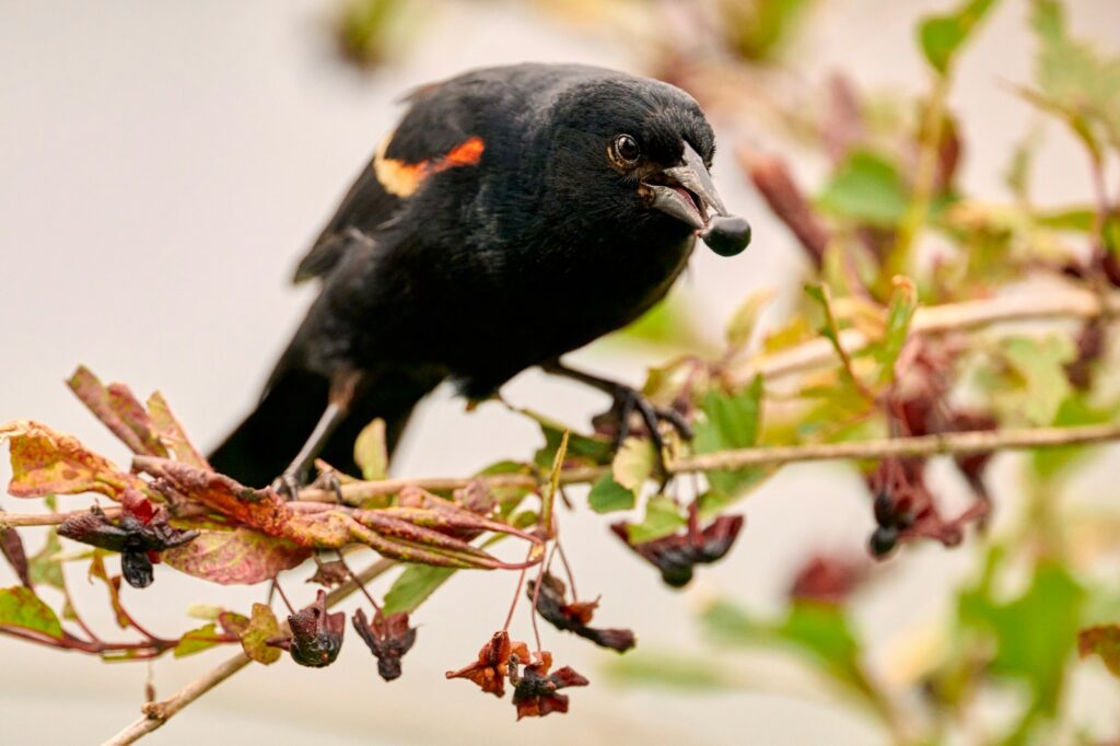 A Red-winged Blackbird perches on a branch, eating a berry.