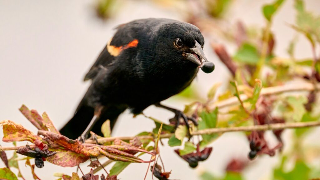 A Red-winged Blackbird perches on a branch, eating a berry.