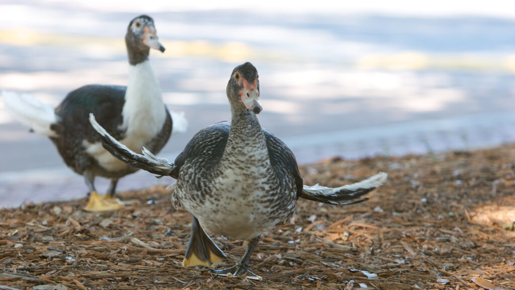 Duck with angel wing syndrome