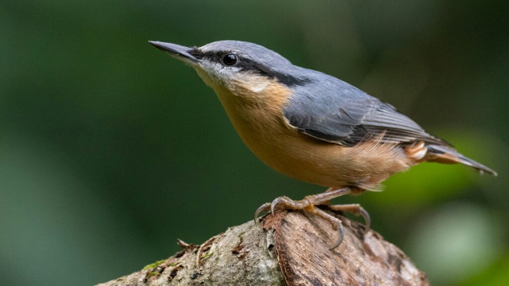 Eurasian Nuthatch on the edge of a trimmed tree branch, looking around and observing its surroundings