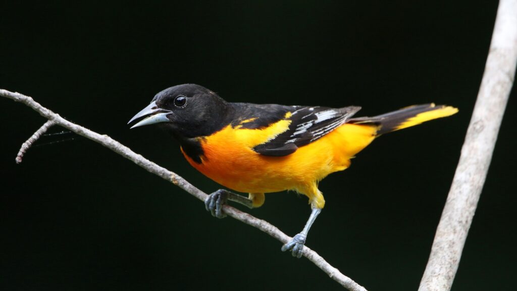 Close-up of a Baltimore Oriole bird on a branch
