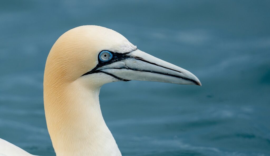 A Northern Gannet with its distinctive white plumage and sharp, pointed beak.