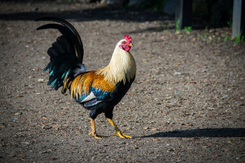 A vibrant rooster struts proudly, displaying its colorful plumage.