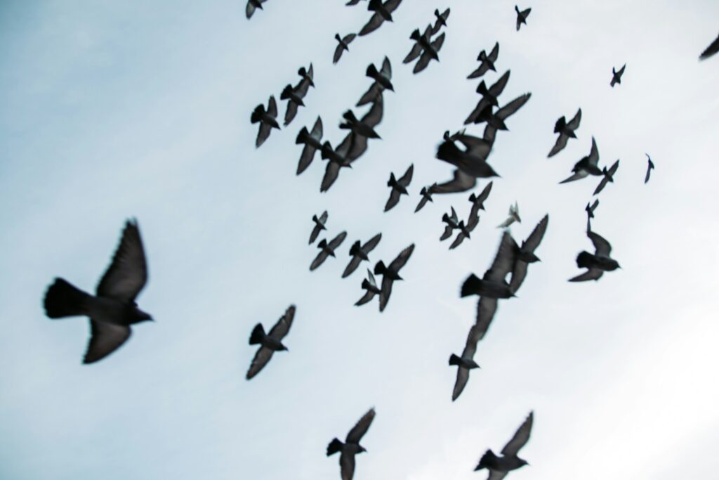 A flock of birds flies against a light sky.