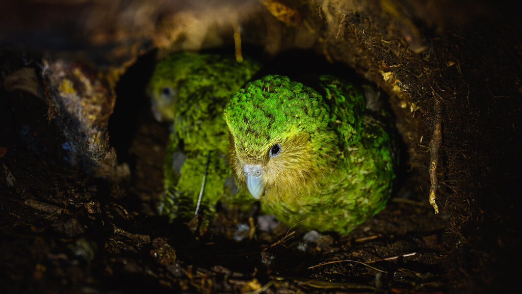 Kakapo mother and chick in a forest burrow
