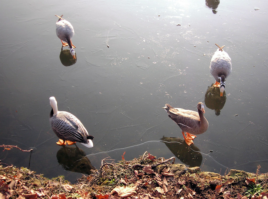 Bar-headed geese are walking on a frozen surface.