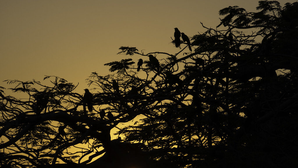 Group of birds roosting together on top of a tree canopy at dusk
