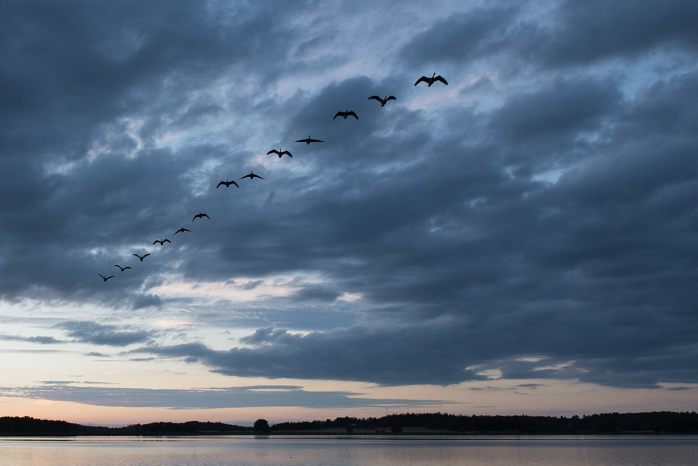 Birds fly in formation against a cloudy sky.