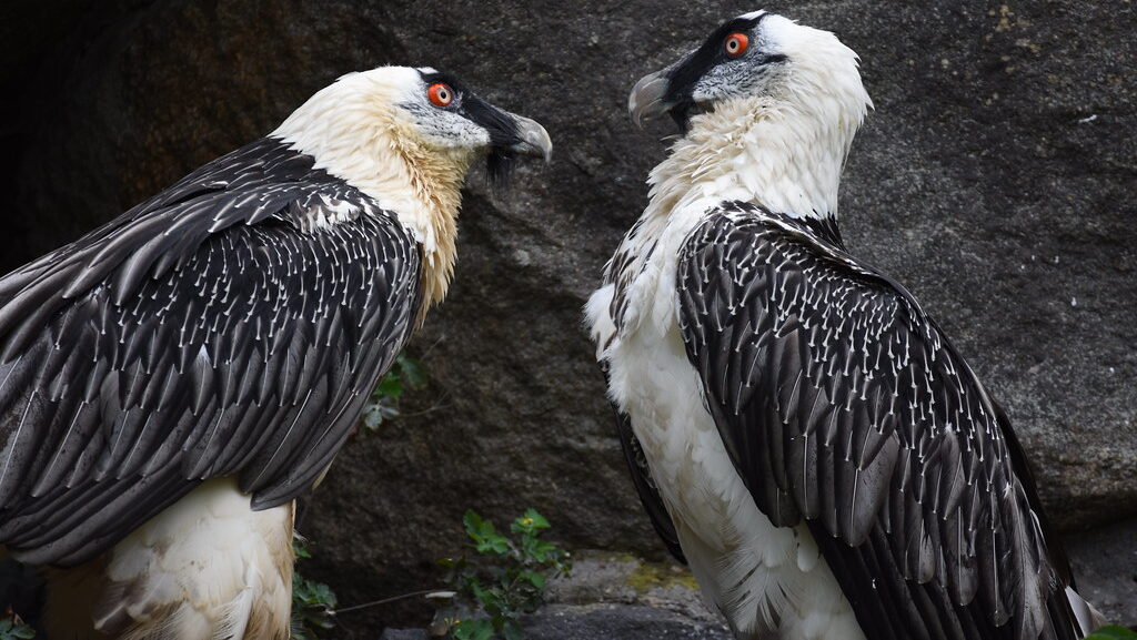 Pair of Bearded Vultures facing each other on rocky ground