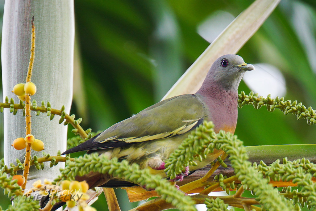 A Pink-necked green pigeon is perched on a tree branch.