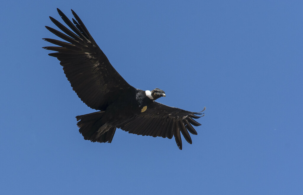 An Andean condor soars against a clear blue sky.