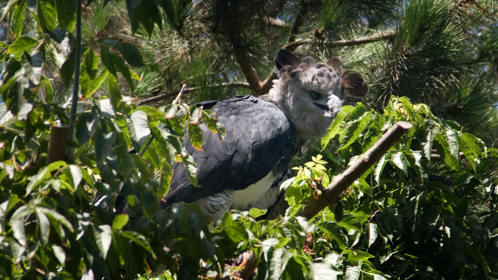 Harpy eagle hiding amidst thick jungle foliage