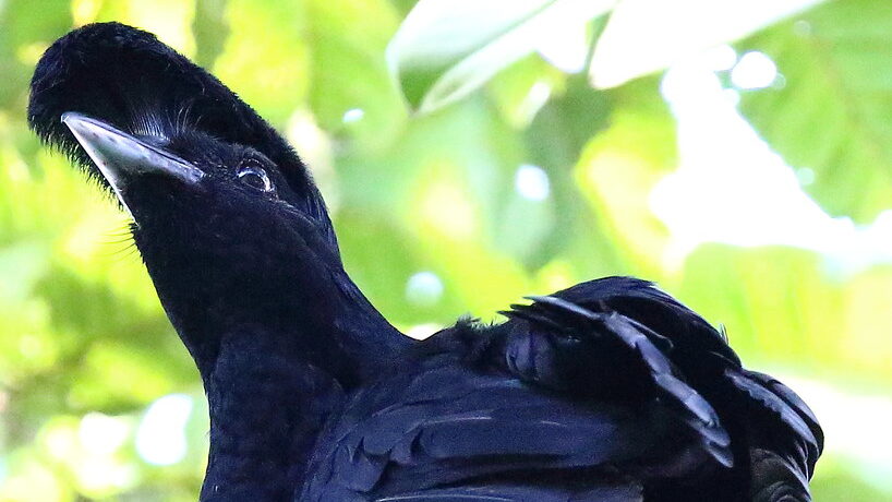 Long-wattled Umbrellabird showing distinctive head and curved beak