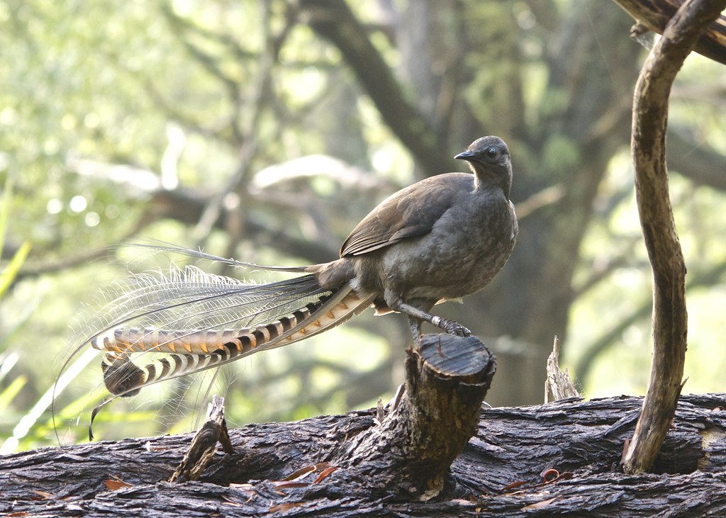A Superb Lyrebird is perched on a log, displaying its elegant tail feathers.