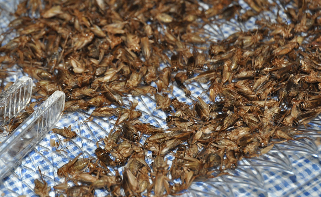Bowl of freeze-dried crickets