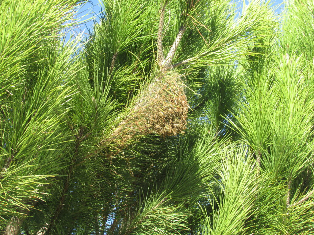 A bagworm bag hangs among the needles of a pine tree.