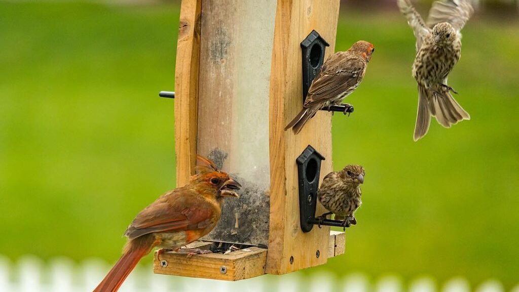 Multiple birds feeding at a backyard bird feeder