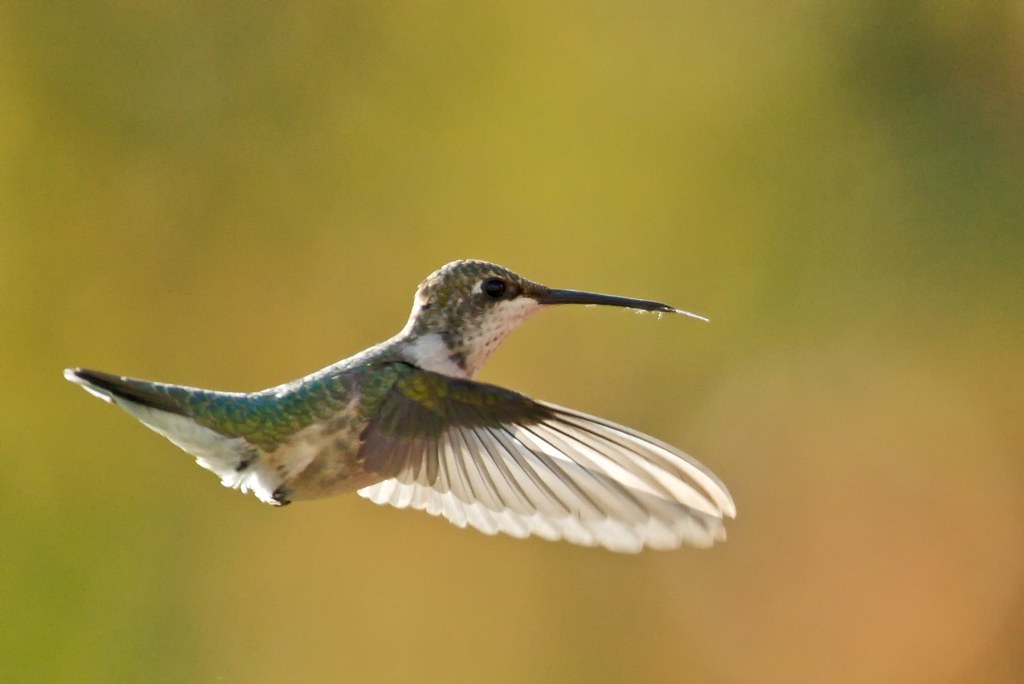 A Ruby-throated hummingbird is captured mid-flight, its wings blurred and tongue slightly visible.