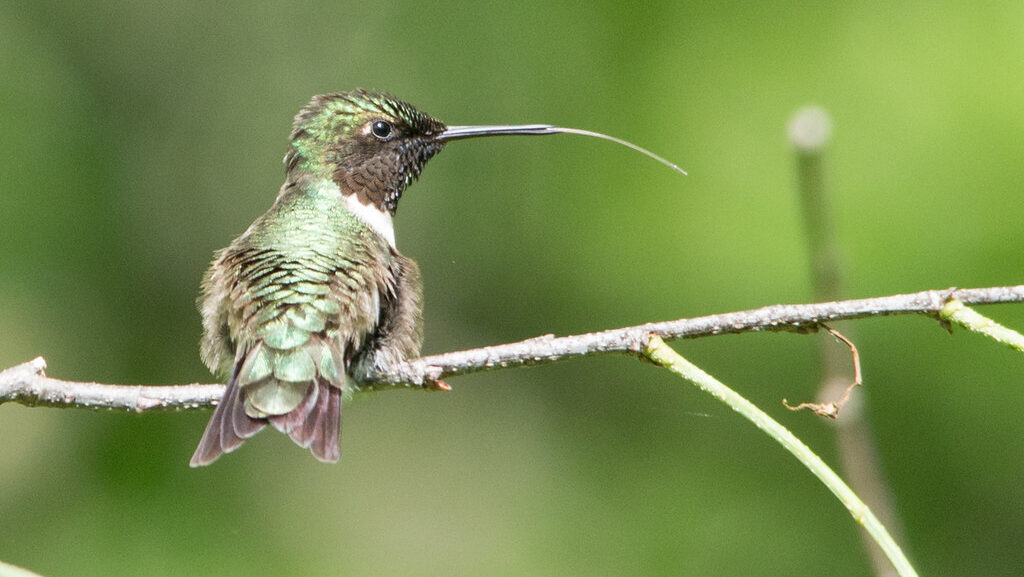 A Ruby-throated hummingbird perches on a slender branch, its long, thin tongue extended.