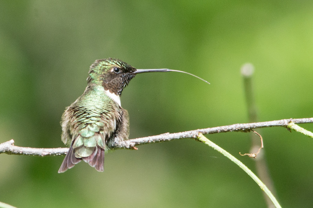 A Ruby-throated hummingbird perches on a slender branch, its long, thin tongue extended.