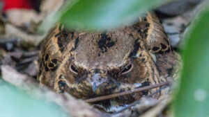 Nightjar bird sitting on the ground, looking through surrounding leaves
