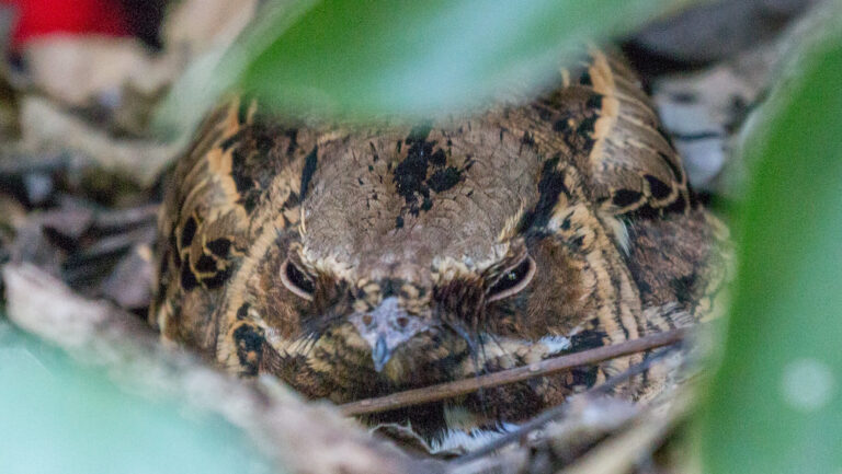 Nightjar bird sitting on the ground, looking through surrounding leaves