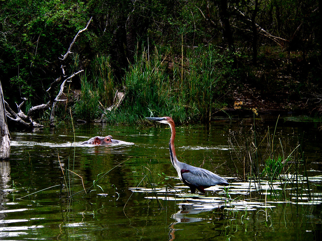A Goliath Heron stands in the water, a hippo nearby.